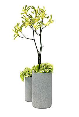 포토 JPG 해외이미지 나무 식물 화초 줄기 잎 채소 유리 휴식 주택 실내 씨앗 사람없음 초록색 새싹 흙 성장 흰색 나뭇가지 냄비 작음 오브젝트 유기농 악어 상록수 고립 해외202004 해외포토 웰빙 컬러 컨셉 파충류 재질 내부 건물 솥 크기 파일형식 이미지허브