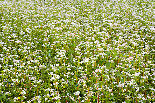 포토 JPG 해외이미지 식물 꽃 밭 농업 풍경 사람없음 초록색 농작물 농장 봄 시골 개화 밀 메밀 대패 해외202004 해외포토 계절 산업 컬러 식재료 곡류 파일형식 이미지허브