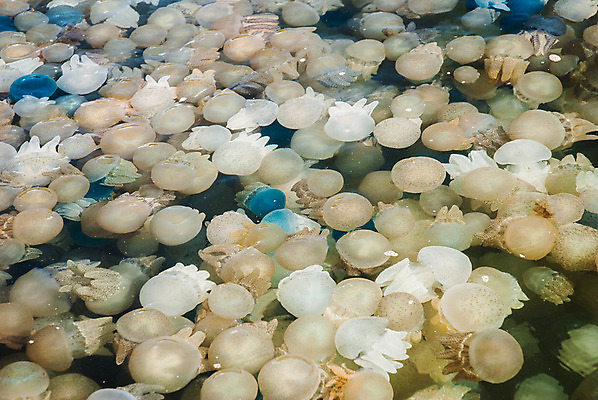 포토 JPG 해외이미지 꽃 호수 바다 섬 종류 어류 사람없음 초록색 물 컬러풀 수중 구멍 해조류 변화 황금 산호 보호 수집 싱크대 생태계 생물학 태평양 암초 젤리 서식지 해파리 생태학 석회암 소금물 인구 해외202004 해외포토 자연요소 식물 교육 컬러 컨셉 디저트 수중동물 암석 해양식물 자포동물 개수대 파일형식 이미지허브