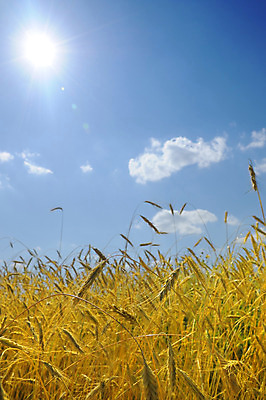 포토 JPG 해외이미지 나무 식물 구름 백그라운드 밭 농업 자연 하늘 풍경 사람없음 야외 가로 초록색 여름 햇빛 태양 농장 노란색 침묵 활발 젖음 흰색 시골 숲 땅 시리얼 밀 언덕 장면 블루스 수평선 해외202004 해외포토 자연요소 계절 산업 음식 컬러 컨셉 곡류 소리 생태계 파일형식 이미지허브