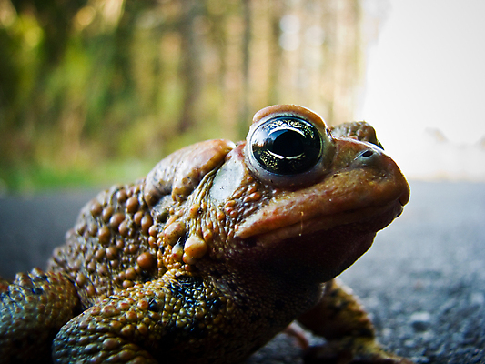 포토 JPG 해외이미지 동물 길 야생동물 자연 사람없음 야외 피부 질감 두꺼비 울퉁불퉁 해외202004 해외포토 양서류 신체부위 생태계 파일형식 이미지허브