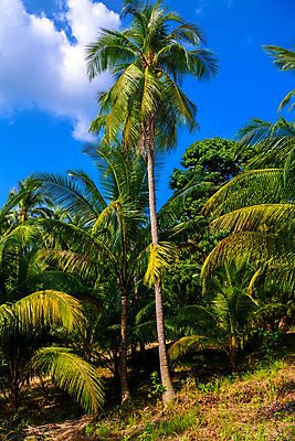 포토 JPG 해외이미지 나무 식물 실루엣 바다 섬 여행 백그라운드 잎 패턴 태국 자연 벽지 하늘 추상 휴가 손바닥 풍경 사람없음 야외 초록색 여름 파란색 햇빛 태양 일출 맑음 수확 휴양지 질감 복고 캘리포니아 코코넛 말레이시아 마이애미 이국적 파라다이스 필터 스타일 해외202004 해외포토 자연요소 손 계절 아시아 컬러 무늬 농업 과일 날씨 촬영기법 노을 미국 장소 생태계 파일형식 이미지허브