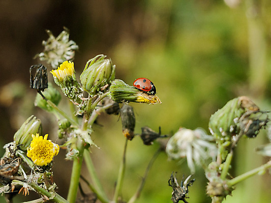 포토 JPG 해외이미지 식물 동물 계절 꽃잎 꽃 야생동물 곤충 백그라운드 컨셉 잎 자연 사람없음 빨간색 초록색 물 여름 파란색 햇빛 평화 환경 정원 검은색 봄 벚꽃 흰색 신선 장작 딱정벌레 묘사 생물학 무당벌레 내추럴 고립 생태학 해외202004 해외포토 자연요소 교육 컬러 태양 생태계 파일형식 이미지허브
