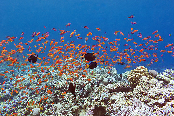 포토 JPG 해외이미지 동물 야생동물 바다 학교 아프리카 자연 이집트 어류 풍경 사람없음 물 컬러풀 햇빛 바닷속 수중 스노클링 생태계 다이빙 인도네시아 수족관 홍해 몰디브 깊이 소금물 해외202004 해외포토 자연요소 교육 나라 아시아 컬러 태양 수영 수중동물 수상스포츠 수중스포츠 파일형식 이미지허브