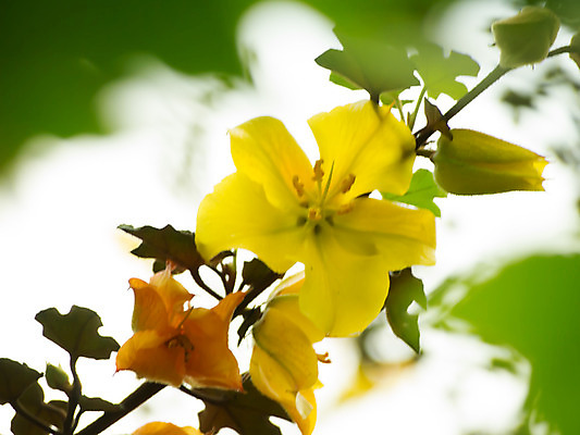 포토 JPG 해외이미지 식물 계절 꽃잎 꽃 꽃다발 백그라운드 잎 꽃무늬 자연 추상 휴가 미술 사람없음 초록색 노란색 새싹 정원 침묵 봄 활발 들꽃 벚꽃 흰색 인사 신선 개화 달콤 부드러움 내추럴 해외202004 해외포토 컬러 컨셉 무늬 문화예술 소리 예절 감각 맛 생태계 파일형식 이미지허브