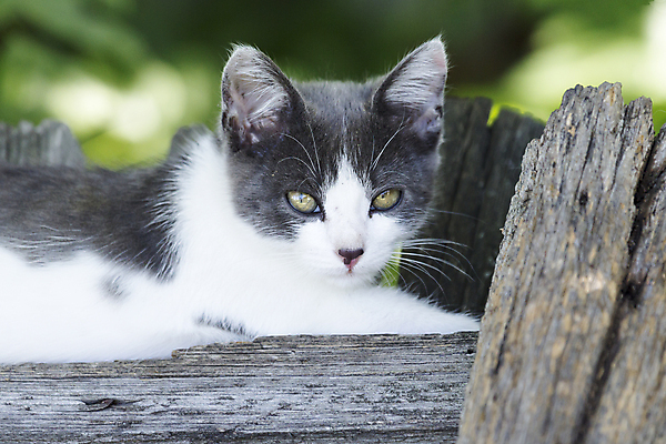 포토 JPG 해외이미지 동물 1 잎 발 자연 거리 주택 사람없음 목재 초록색 울타리 태양 정원 회색 흰색 작음 귀 위치 솜털 주둥이 내추럴 해외202004 해외포토 자연요소 나무 식물 컬러 재료 건물 신체부위 담장 크기 생태계 파일형식 이미지허브