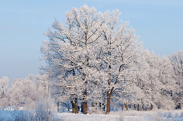 포토 JPG 해외이미지 나무 식물 공원 길 잎 겨울 자연 하늘 풍경 사람없음 목재 환경 추위 시골 황무지 숲 서리 러시아 내추럴 시베리아 해외202004 해외포토 계절 공공시설 유럽 재료 생태계 파일형식 이미지허브