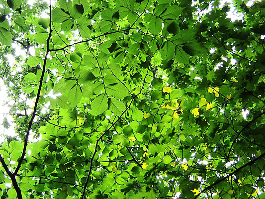 포토 JPG 해외이미지 나무 식물 줄기 단풍 잎 자연 풍경 사람없음 목재 초록색 여름 빛 태양 침묵 광선 나뭇가지 티켓 숲 조용 해외202004 해외포토 자연요소 계절 컬러 재료 소리 생태계 파일형식 이미지허브