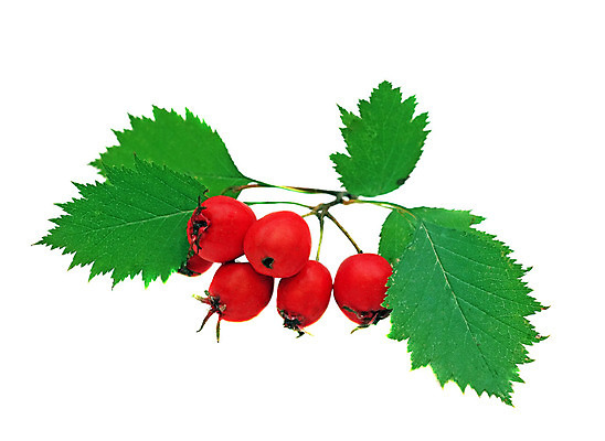 포토 JPG 해외이미지 나무 식물 계절 열매 음식 백그라운드 단풍 잎 과일 자연 건강 사람없음 빨간색 초록색 농작물 컬러풀 약 정원 가을 흰색 나뭇가지 맛 다발 허브 묘사 내추럴 고립 숙성 해외202004 해외포토 컬러 컨셉 농업 의학 생태계 파일형식 이미지허브