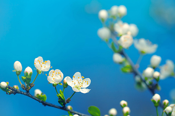 포토 JPG 해외이미지 나무 식물 꽃 백그라운드 자연 하늘 사람없음 초록색 파란색 햇빛 태양 노란색 우주 봄 회색 성장 벚꽃 흰색 나뭇가지 신선 개화 자두 내추럴 카피스페이스 해외202004 해외포토 자연요소 계절 컬러 과일 공백 생태계 파일형식 이미지허브