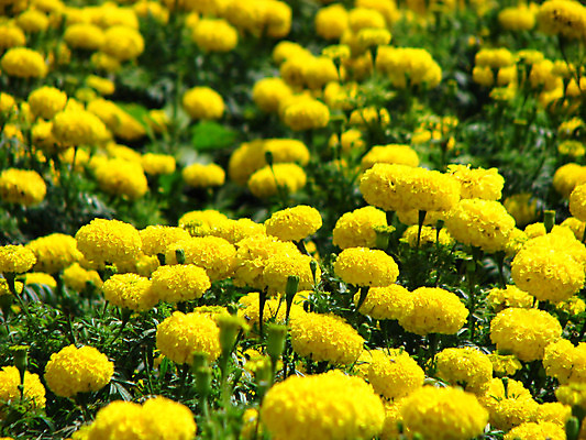 포토 JPG 해외이미지 식물 꽃 백그라운드 꽃무늬 밭 자연 사람없음 노란색 정원 향기 해외202004 해외포토 컬러 무늬 농업 생태계 냄새 파일형식 이미지허브