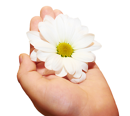 포토 JPG 해외이미지 식물 손 꽃잎 꽃 어린이 손가락 자연 친절 국화 사랑 사람없음 장식 봄 흰색 신선 잡기 작음 피부 향기 아로마 고립 돌봄 취급주의 해외202004 해외포토 계절 감정 컬러 모션 경고 사람 신체부위 크기 생태계 냄새 파일형식 이미지허브