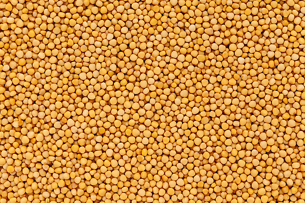 포토 JPG 해외이미지 사람없음 노란색 낟알 향신료 겨자씨 해외202004 해외포토 컬러 씨앗 향미료 파일형식 이미지허브