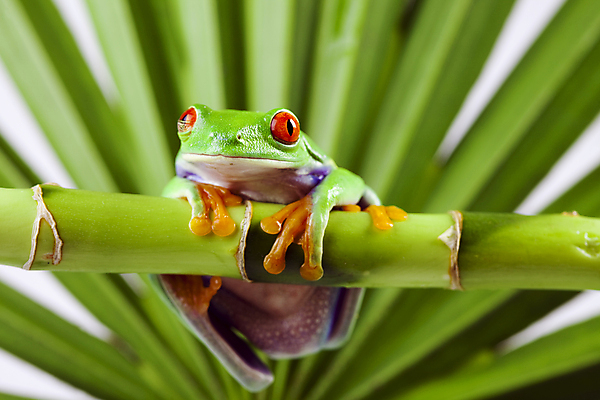 포토 JPG 해외이미지 한마리 야생동물 실내 매달리기 양서류 사람없음 청개구리 잎줄기 해외202004 해외포토 동물 1 줄기 모션 개구리 내부 파일형식 이미지허브