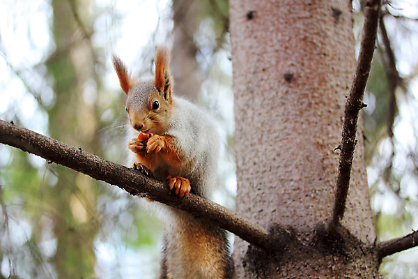 포토 JPG 해외이미지 나무 동물 1 야생동물 잎 포유류 자연 털 사람없음 야외 빨간색 초록색 갈색 노란색 맑음 줄무늬 회색 가을 소나무 설치류 숲 작음 모피 먹기 스마트 싱글 다람쥐 정사각형 러시아 팔 솜털 패드 러시아인 혼자 해외202004 해외포토 도형 서양인 식물 계절 유럽 컬러 컨셉 무늬 모션 날씨 신체부위 크기 생태계 파일형식 이미지허브