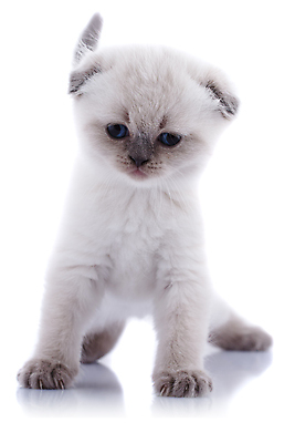 포토 JPG 해외이미지 동물 1 영어 응시 문화 얼굴 백그라운드 장난 포유류 가족 자연 영국 털 앉기 성인 사람없음 파란색 반려동물 갈색 고양이 줄무늬 회색 흰색 아기 고급 은색 작음 큼 자르기 슛 부드러움 얼룩무늬 솜털 고립 접기 스코틀랜드 해외202004 해외포토 문자 시선 유럽 컬러 컨셉 무늬 관계 모션 사람 신체부위 감각 크기 생태계 파일형식 이미지허브