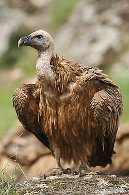 포토 JPG 해외이미지 동물 유럽 야생동물 음식 날개 포유류 자연 조류 생물 육류 사람없음 야외 흰색 행운 그룹 황무지 스페인 보호 먹이 먹기 깃털 부리 육식동물 내추럴 수유 스페인어 포식 해외202004 해외포토 나라 컬러 컨셉 식재료 모션 생태계 파일형식 이미지허브