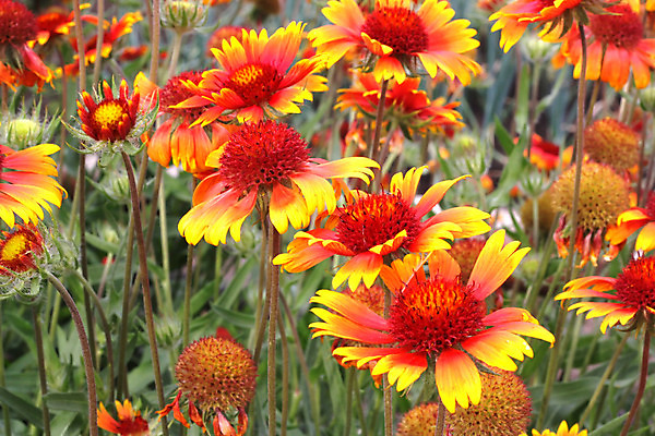 포토 JPG 해외이미지 식물 계절 꽃잎 꽃 줄기 백그라운드 오렌지 자연 사람없음 야외 빨간색 여름 빛 노란색 머리 정원 봄 젖음 벚꽃 가장자리 정상 작음 입술 싱글 데이지 고립 목차 해외202004 해외포토 컬러 과일 신체부위 둘레 크기 생태계 파일형식 이미지허브