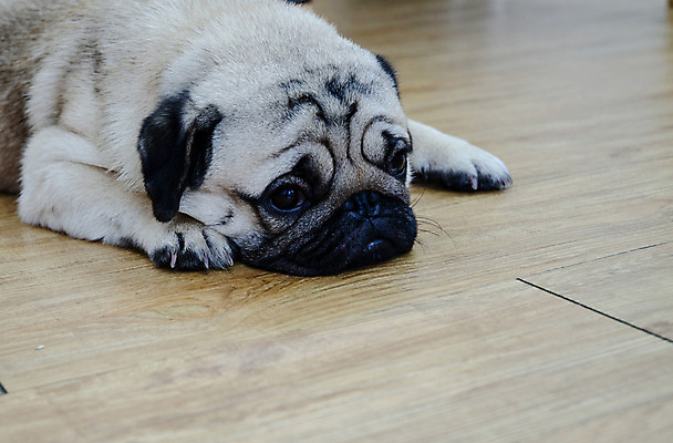 포토 JPG 해외이미지 동물 응시 행복 얼굴 인형 포유류 포옹 아침 친절 주택 함께함 사람없음 친구 반려동물 달리기 태양 활발 방 흰색 침대 잠 최고 개 강아지 작음 소중 나무껍질 송곳니 동반자 유래 진실 충실 해외202004 해외포토 주간 자연요소 나무 시선 감정 컬러 가구 컨셉 관계 안기 모션 건물 신체부위 껍질 치아 크기 파일형식 이미지허브