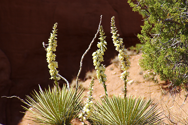 포토 JPG 해외이미지 식물 꽃 꽃무늬 사람없음 개화 해외202004 해외포토 무늬 파일형식 이미지허브