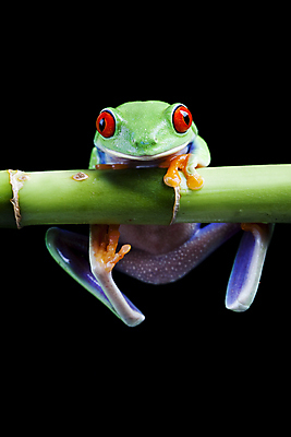 포토 JPG 해외이미지 한마리 야생동물 검은배경 실내 매달리기 양서류 사람없음 청개구리 잎줄기 해외202004 해외포토 동물 1 줄기 백그라운드 모션 개구리 내부 검은색 파일형식 이미지허브