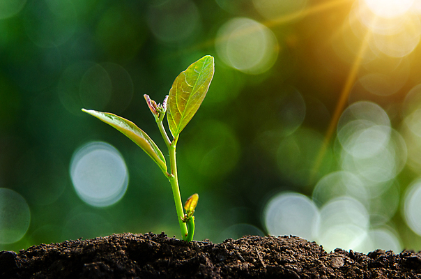 포토 JPG 해외이미지 나무 식물 손 지구 어린이 백그라운드 컨셉 잎 농업 가족 자연 씨앗 사람 사람없음 초록색 물 세계 글로벌 환경 흙 봄 행성 에너지 성장 신선 보호 숲 에코 생태계 원예 리빙 유지 개발 돌봄 모종 바이오 생태학 소셜 심기 해외202004 해외포토 자연요소 계절 교육 산업 컬러 관계 모션 취미 신체부위 우주 파일형식 이미지허브