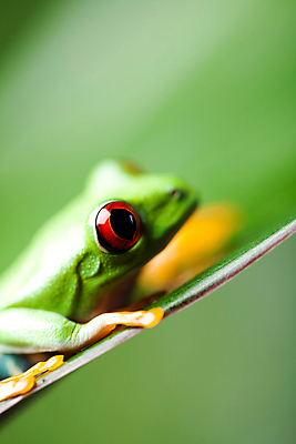포토 JPG 해외이미지 주간 한마리 야생동물 잎 양서류 근접촬영 사람없음 야외 아웃포커스 청개구리 해외202004 해외포토 자연요소 식물 동물 1 뷰포인트 촬영기법 개구리 파일형식 이미지허브
