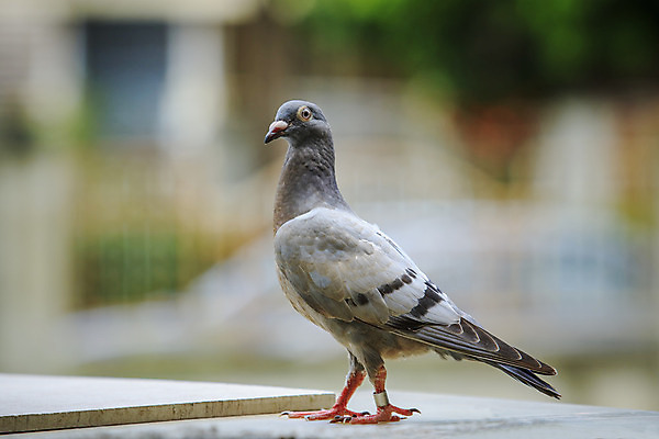 포토 JPG 해외이미지 동물 1 야생동물 신체 자연 조류 사람없음 초록색 반려동물 회색 자유 심볼 깃털 사인 비둘기 부리 계산서 내추럴 무료 블러 해외202004 해외포토 컬러 컨셉 생태계 파일형식 이미지허브