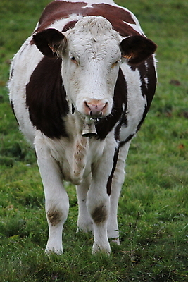 포토 JPG 해외이미지 동물 캠페인 밭 자연 뿔 육류 사람없음 초록색 농장 농경지 갈색 공백 우유 껍질 흰색 시골 소 바이오 소가죽 평야 해외202004 해외포토 컬러 농업 식재료 포유류 유제품 생태계 파일형식 이미지허브