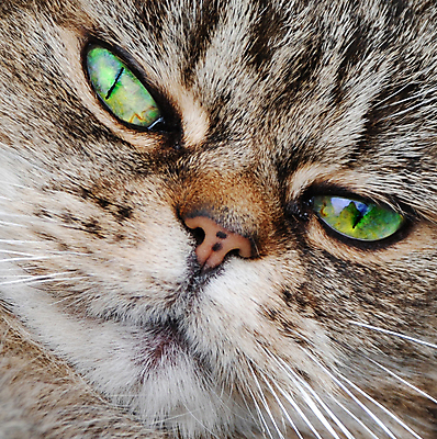 포토 JPG 해외이미지 학생 얼굴 포유류 수염 털 사람없음 초록색 반려동물 고양이 입 코 사냥 육식동물 사냥꾼 얼룩무늬 붓꽃 해외202004 해외포토 동물 직업 꽃 컬러 무늬 신체부위 파일형식 이미지허브