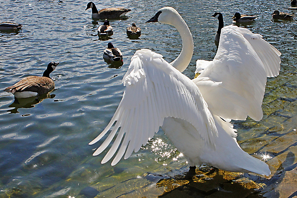 포토 JPG 해외이미지 동물 커플 호수 야생동물 날개 오렌지 가족 자연 조류 사랑 사람없음 야외 물 파란색 강 반사 평화 검은색 수영 침묵 흰색 연못 우아함 심볼 순수 깃털 부리 백조 목 물새 단아함 서쪽 해외202004 해외포토 자연요소 감정 컬러 컨셉 과일 관계 신체부위 소리 수상스포츠 방향 생태계 파일형식 이미지허브