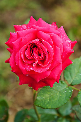 포토 JPG 해외이미지 식물 꽃 잎 자연 사랑 사람없음 세로 장미 정원 닫기 오브젝트 그림 해외202004 해외포토 감정 모션 생태계 파일형식 이미지허브