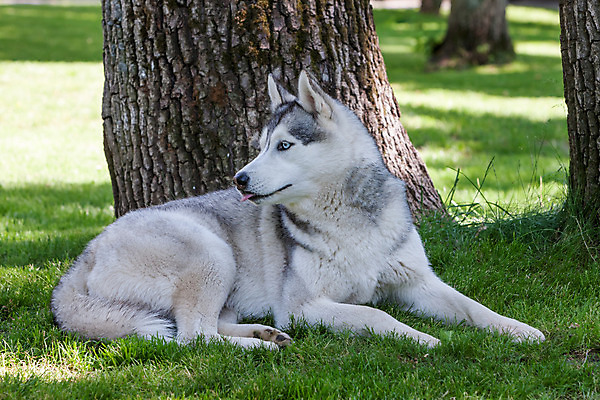 포토 JPG 해외이미지 동물 1 응시 공원 남자 행복 포유류 자연 털 사람없음 야외 초록색 파란색 반려동물 햇빛 맑음 봄 흰색 개 숲 북극 주둥이 늑대 알래스카 송곳니 거짓말 기르기 시베리아 유래 총구 해외202004 해외포토 시선 계절 공공시설 감정 컬러 날씨 사람 태양 미국 치아 극지방 생태계 돌봄 파일형식 이미지허브