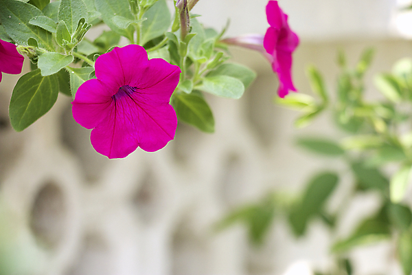 포토 JPG 해외이미지 꽃 자연 사람없음 보라색 흰배경 자연백그라운드 피튜니아 해외202004 해외포토 식물 컬러 백그라운드 흰색 생태계 파일형식 이미지허브