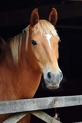 포토 JPG 해외이미지 동물 응시 포즈 포유류 자연 사람없음 야외 반려동물 농장 갈색 머리 시골 만 승마 갈기 해외202004 해외포토 시선 스포츠 컬러 농업 신체부위 생태계 파일형식 이미지허브