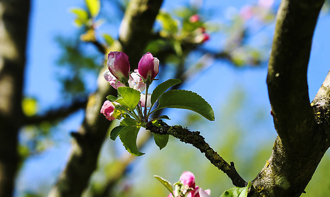 포토 JPG 해외이미지 나무 식물 계절 꽃 백그라운드 잎 꽃무늬 농업 과일 건강 사람없음 야외 초록색 여름 농작물 햇빛 노란색 환경 정원 봄 수확 벚꽃 게 가을 흰색 나뭇가지 신선 개화 닫기 사과 작음 다발 내추럴 숙성 해외202004 해외포토 산업 컬러 무늬 모션 갑각류 태양 크기 파일형식 이미지허브