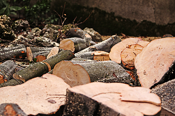 포토 JPG 해외이미지 나무 손 자연 사람없음 목재 가로 초록색 컬러풀 한개 환경 힘 장비 에너지 작업 숲 위험 작업도구 해외202004 해외포토 식물 1 컬러 컨셉 재료 신체부위 도구 생태계 파일형식 이미지허브