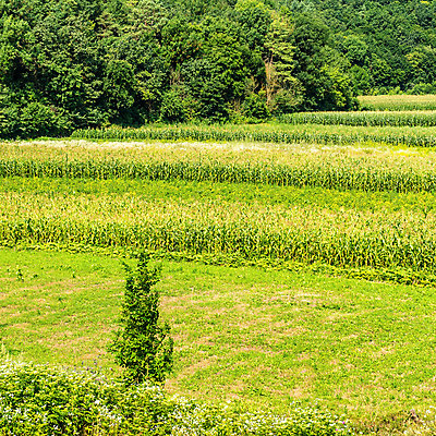 포토 JPG 해외이미지 나무 식물 구름 계절 백그라운드 밭 농업 자연 날씨 옥수수 풍경 잔디 사람없음 야외 초록색 여름 빛 농작물 햇빛 태양 농장 환경 맑음 침묵 봄 새벽 활발 수확 시골 숲 땅 언덕 장면 평야 해외202004 해외포토 자연요소 산업 컬러 컨셉 곡류 소리 생태계 파일형식 이미지허브