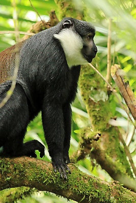 포토 JPG 해외이미지 동물 남자 야생동물 여행 포유류 아프리카 생물 종류 성인 사람없음 갈색 검은색 흰색 원숭이 행운 보호 습지 모피 사파리 지역 멀리 서식지 내추럴 개발 우간다 해외202004 해외포토 나라 컬러 컨셉 사람 파일형식 이미지허브