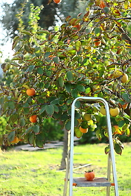 포토 JPG 해외이미지 나무 계절 행복 음식 과일 자연 건강 감 사람 사람없음 초록색 농장 계단 정원 가을 신선 수집 해외202004 해외포토 식물 감정 컬러 농업 생태계 파일형식 이미지허브