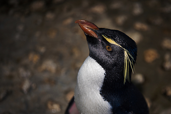 포토 JPG 해외이미지 동물 야생동물 바다 섬 백그라운드 자연 조류 사람없음 야외 빨간색 물 파란색 노란색 검은색 미국 추위 흰색 닫기 남극 펭귄 부리 대서양 남쪽 아르헨티나 해외202004 해외포토 자연요소 컬러 북아메리카 모션 남아메리카 극지방 방향 생태계 파일형식 이미지허브