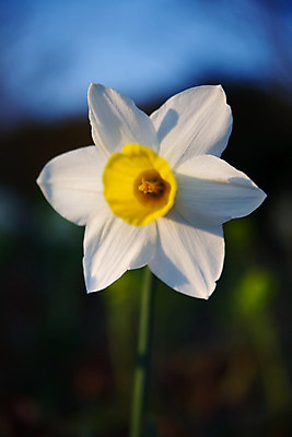 포토 JPG 해외이미지 식물 꽃잎 꽃 줄기 백그라운드 잎 꽃무늬 가족 자연 풍경 사람없음 야외 초록색 파란색 햇빛 노란색 머리 정원 들꽃 흰색 신선 오브젝트 싱글 데이지 내추럴 전경 해외202004 해외포토 컬러 무늬 관계 신체부위 태양 생태계 파일형식 탑뷰 이미지허브