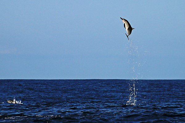 포토 JPG 해외이미지 동물 야생동물 파도 바다 장난 포유류 자연 따뜻함 어류 사람없음 물 파란색 와인 점프 수영 힘 자유 떨어짐 돌고래 속도 코 지느러미 태평양 대서양 지능 코스타리카 해외202004 해외포토 자연요소 컬러 컨셉 모션 주류 신체부위 수중동물 수상스포츠 중앙아메리카 생태계 파일형식 이미지허브
