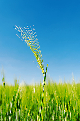 포토 JPG 해외이미지 식물 계절 문화 줄기 백그라운드 밭 농업 자연 하늘 날씨 건강 씨앗 풍경 잔디 사람없음 야외 초록색 파란색 빛 농작물 햇빛 농장 농경지 맑음 화목 봄 수확 성장 시골 신선 땅 시리얼 밀 유기농 보리 귀 장면 스파이크 내추럴 강렬 밭일 세련 해외202004 해외포토 웰빙 산업 음식 컬러 컨셉 곡류 신체부위 태양 생태계 파일형식 이미지허브