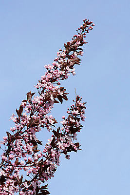 포토 JPG 해외이미지 나무 공원 꽃 분홍색 캐나다 밭 놀이 영국 사람없음 정원 봄 벚꽃 도시 체리 콜롬비아 승합차 일반 벤쿠버 서쪽 해외202004 해외포토 식물 계절 공공시설 유럽 컬러 북아메리카 농업 과일 승용차 남아메리카 방향 파일형식 이미지허브
