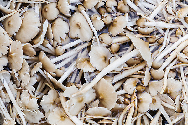 포토 JPG 해외이미지 아시아 음식 백그라운드 채소 태국 자연 건강 요리 동양인 사람없음 갈색 버섯 흰색 신선 그룹 은색 숲 날것 성분 내추럴 해외202004 해외포토 나라 컬러 인종 생태계 파일형식 이미지허브