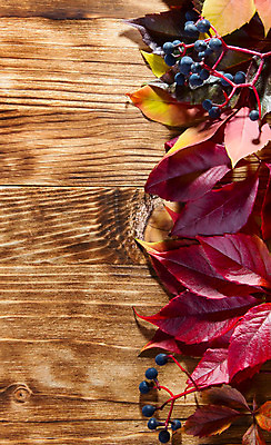 포토 JPG 해외이미지 나무 식물 디자인 계절 백그라운드 단풍 잎 패턴 오렌지 자연 벽지 탁자 포도 휴가 사람없음 목재 장식 빨간색 세로 컬러풀 갈색 노란색 우주 활발 가을 흰색 11월 질감 10월 내추럴 고립 구성 해외202004 해외포토 컬러 가구 컨셉 무늬 과일 재료 날짜 생태계 파일형식 이미지허브