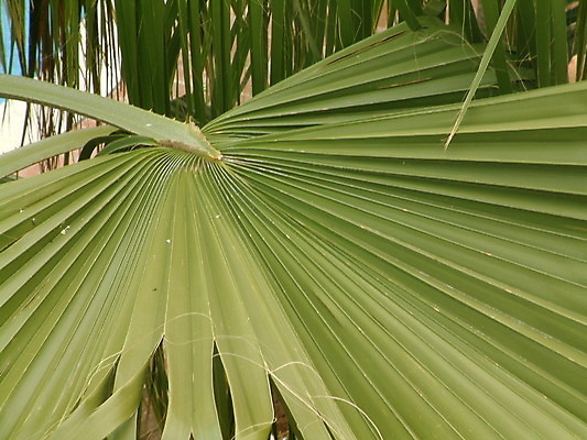 포토 JPG 해외이미지 나무 식물 꽃 잎 패턴 자연 추상 손바닥 사람없음 정원 뜨거움 부채 큼 오브젝트 이국적 해외202004 해외포토 손 무늬 크기 생태계 파일형식 이미지허브