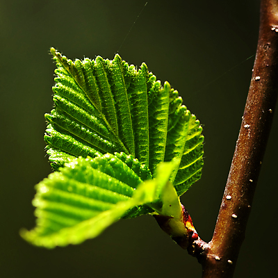 포토 JPG 해외이미지 나무 식물 계절 백그라운드 잎 자연 새로움 사람없음 초록색 갈색 새싹 환경 봄 성장 나뭇가지 신선 닫기 묘사 유기농 질감 정맥 내추럴 생태학 그리너리 해외202004 해외포토 웰빙 교육 컬러 컨셉 모션 생태계 혈관 파일형식 트랜드컬러 이미지허브