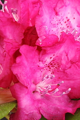 포토 JPG 해외이미지 식물 꽃잎 꽃 잎 자연 사람없음 장식 정원 진달래 관목 상록수 해외202004 해외포토 나무 생태계 파일형식 이미지허브